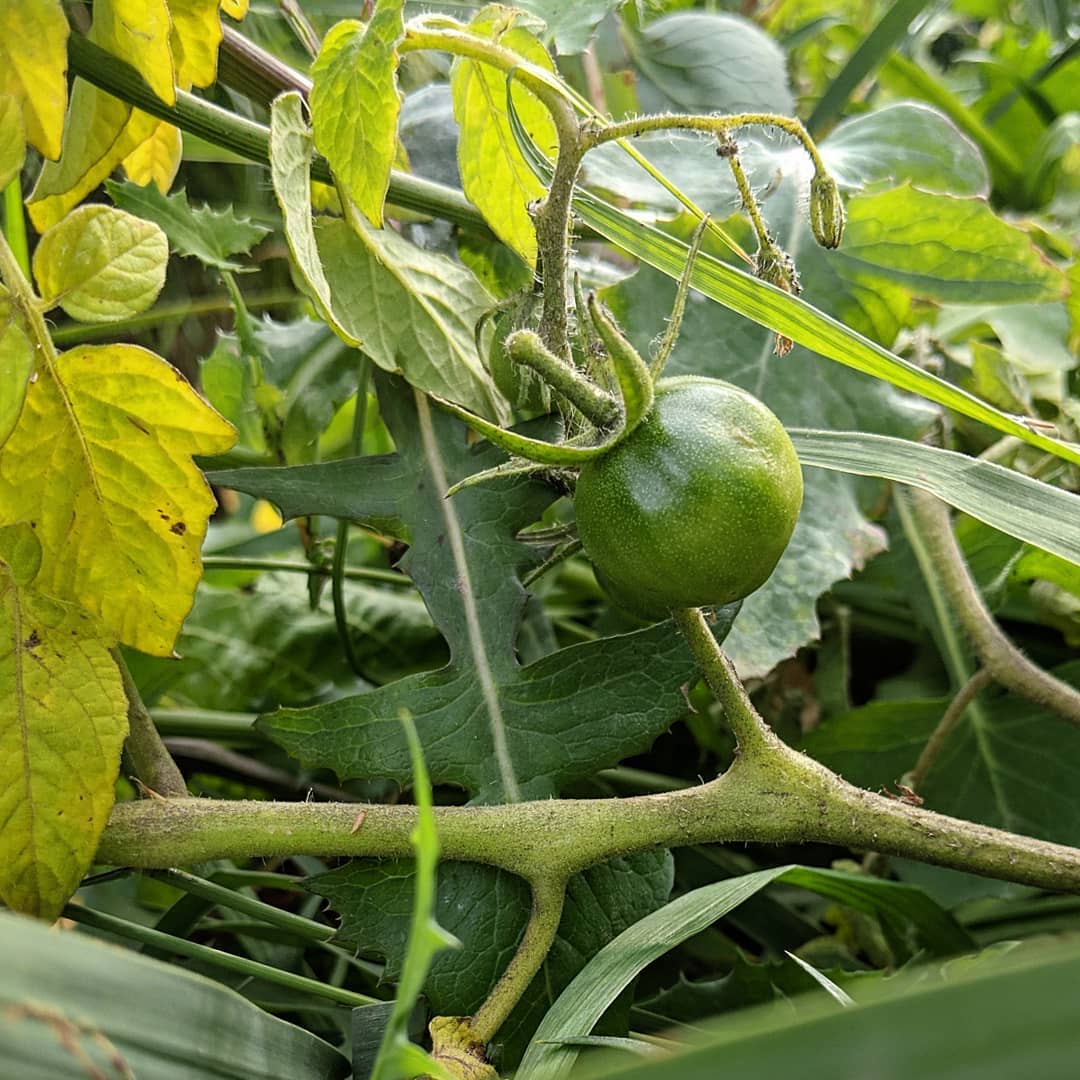 garden-tomato-solanum-lycopersicum-found-fruiting-this-autumn-in-riparian-positions-on-edgar’s-cre