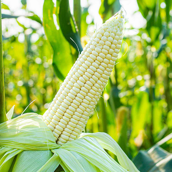 maize_seeds